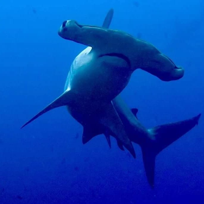 Galapagos Diving day trips | Gordon Rocks Diving Tour
