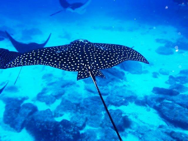 Galapagos Diving day trips | Gordon Rocks Diving Tour