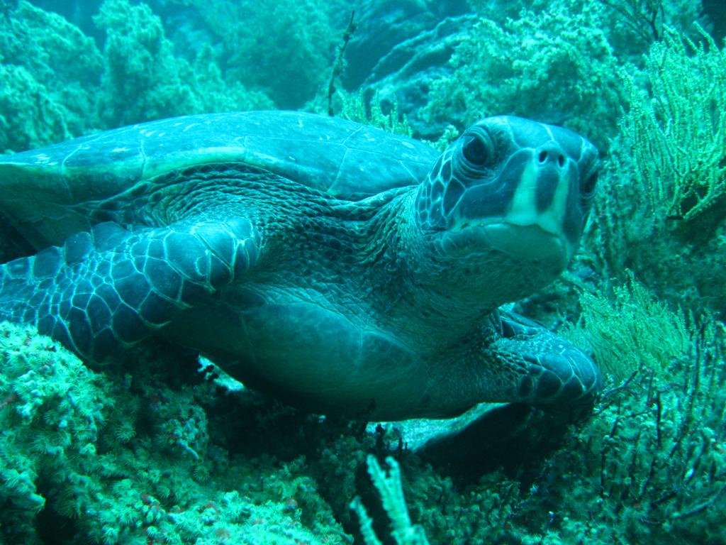 Galapagos Diving day trips | Gordon Rocks Diving Tour