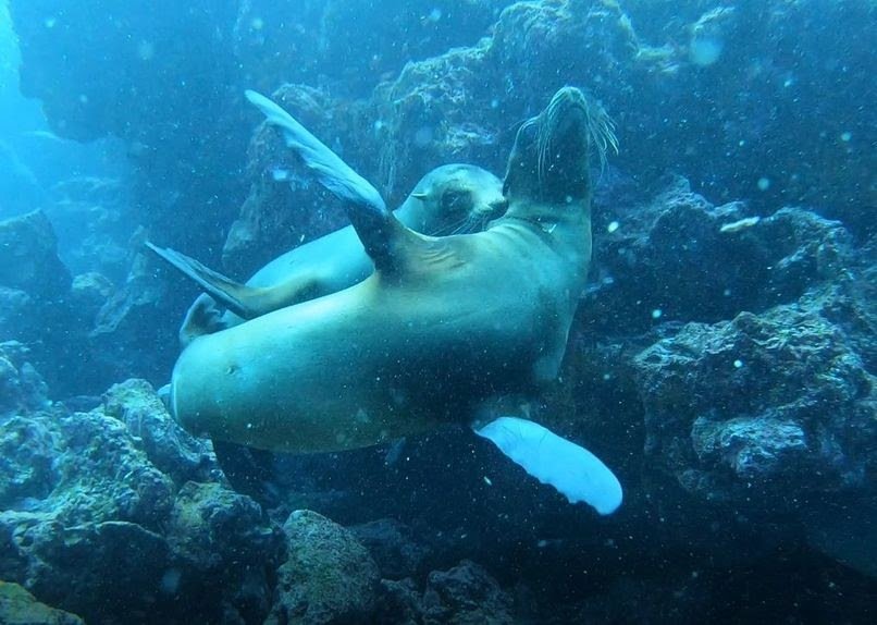 Galapagos Diving day trips | Gordon Rocks Diving Tour