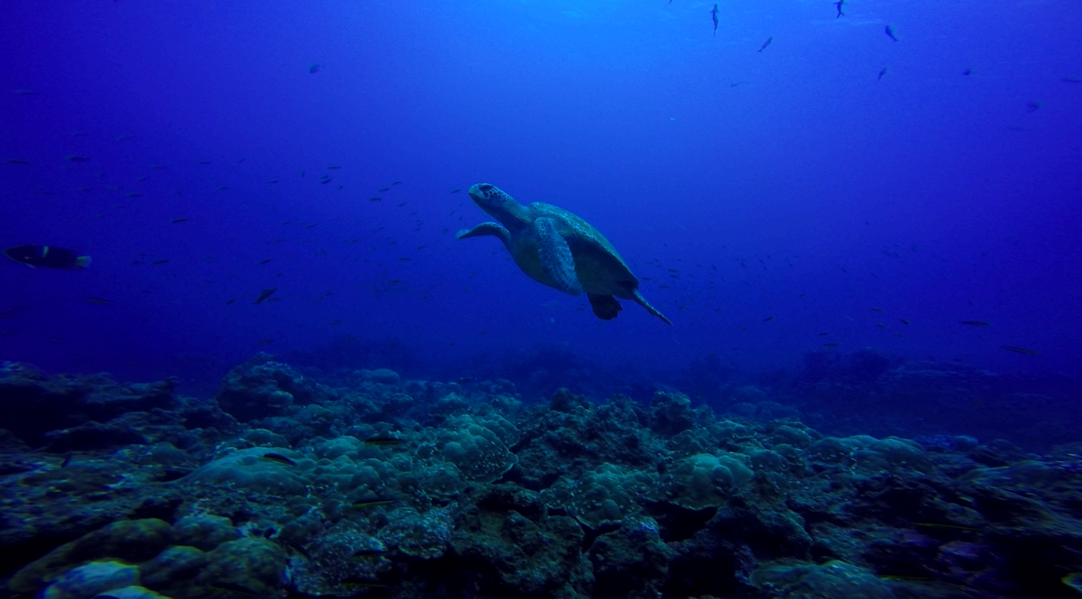 Galapagos Diving day trips | Gordon Rocks Diving Tour