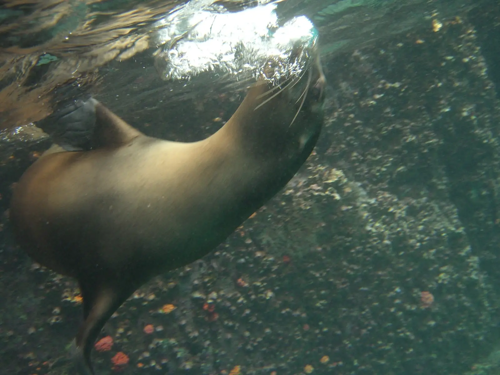 Day Snorkeling at Pinzon Island and landing on Santa Cruz tour