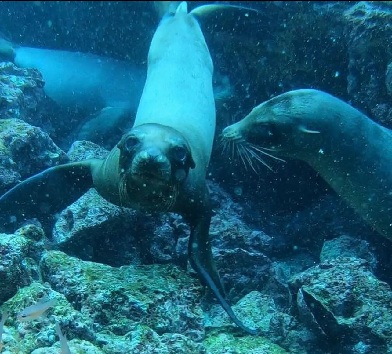 Dive Briefings