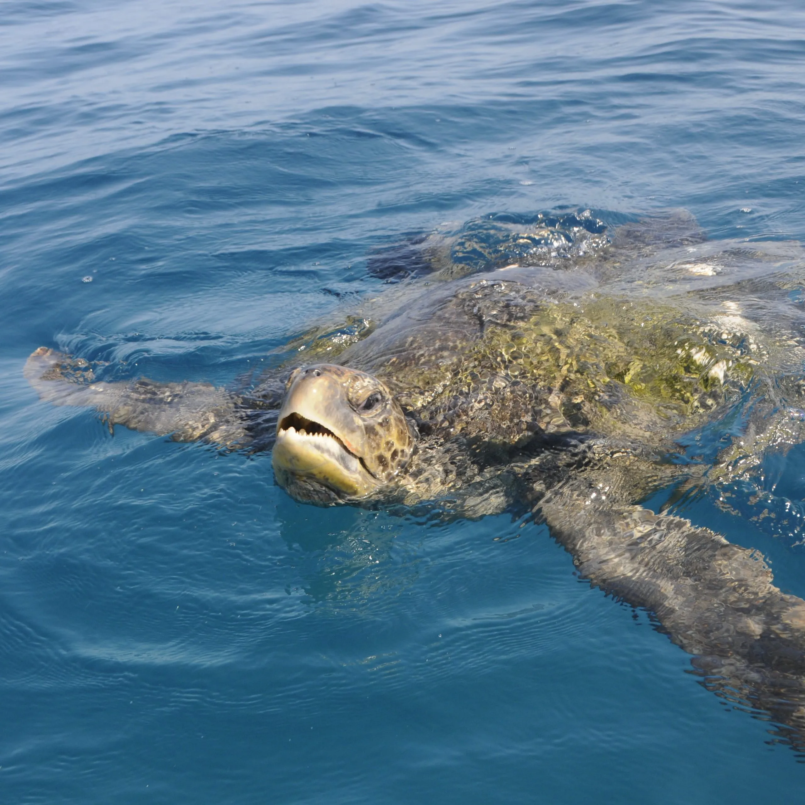 Day Snorkeling at Pinzon Island and landing on Santa Cruz tour