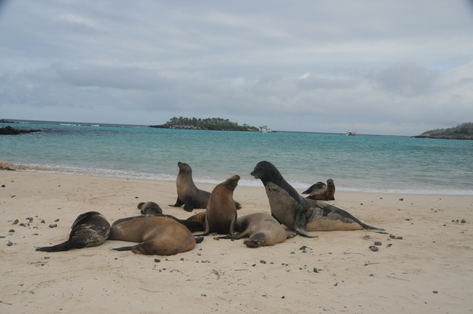 Day Snorkeling at Pinzon Island and landing on Santa Cruz tour