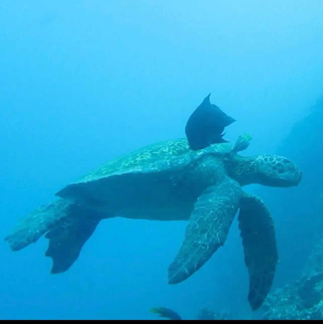 Day Snorkeling at Pinzon Island and landing on Santa Cruz tour