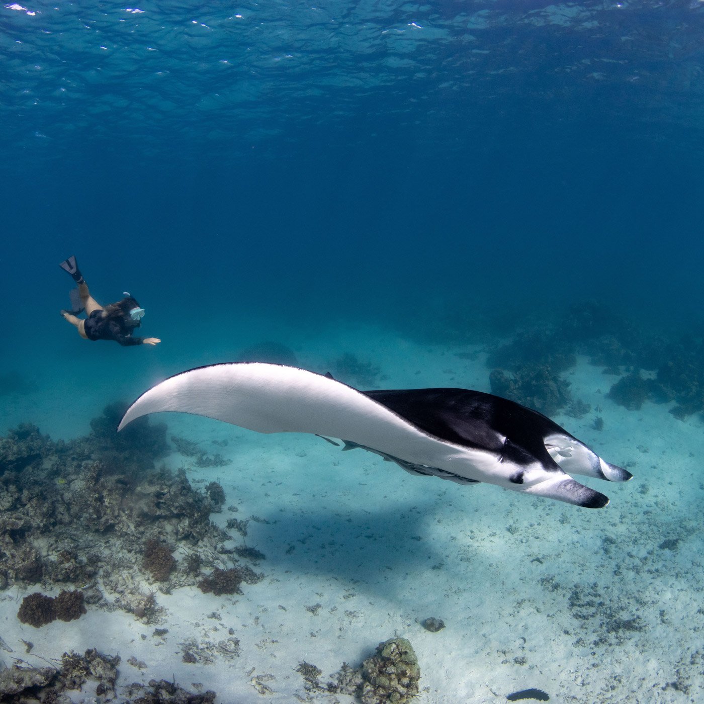 Scuba Diving