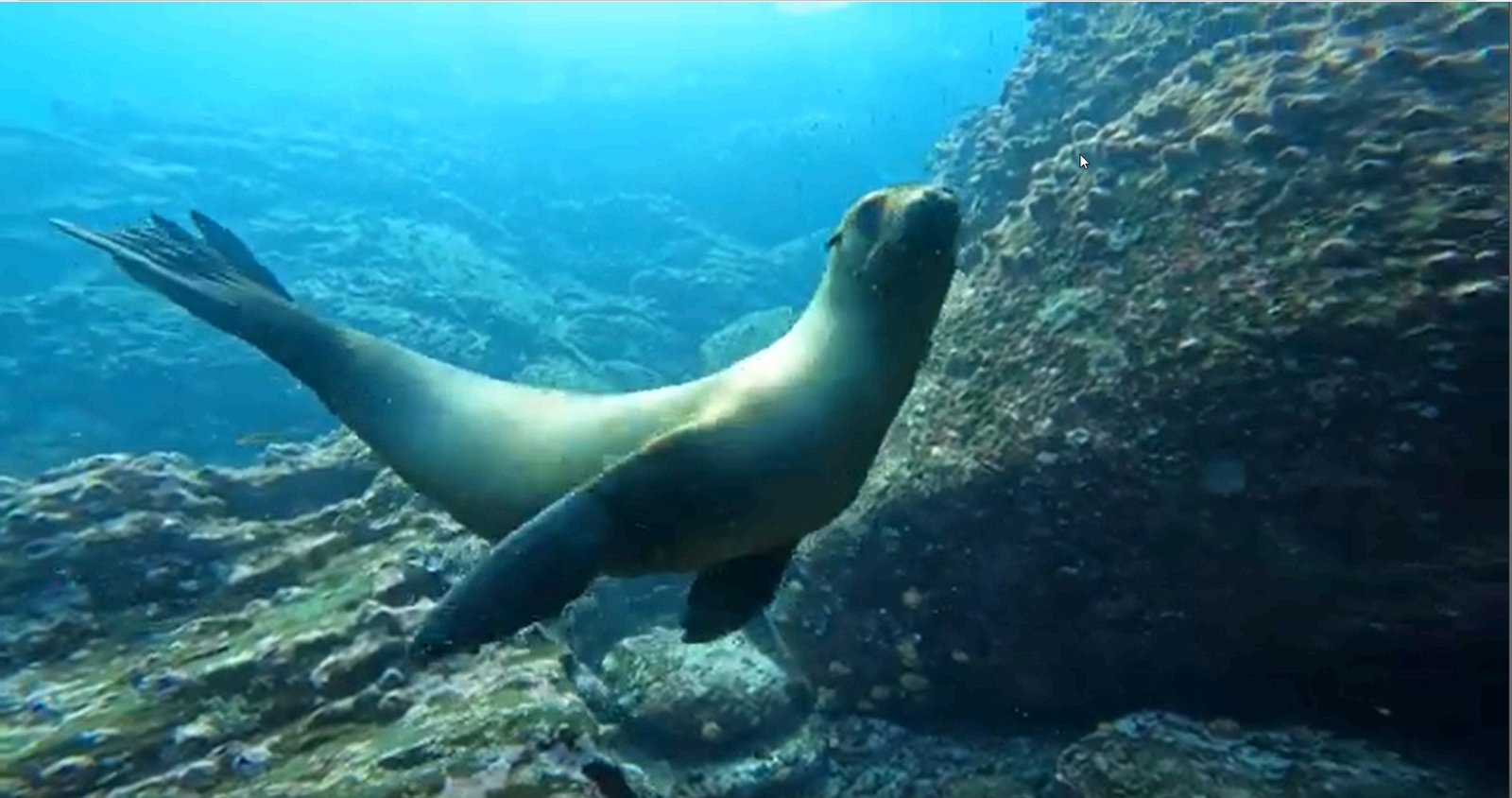 Galapagos Diving day trips | Gordon Rocks Diving Tour