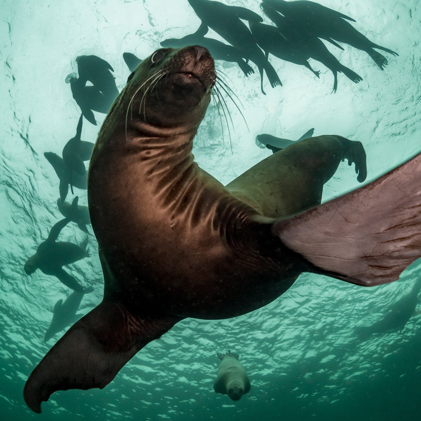 Marine Wildlife