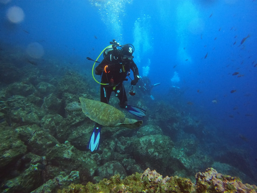 Check Dive